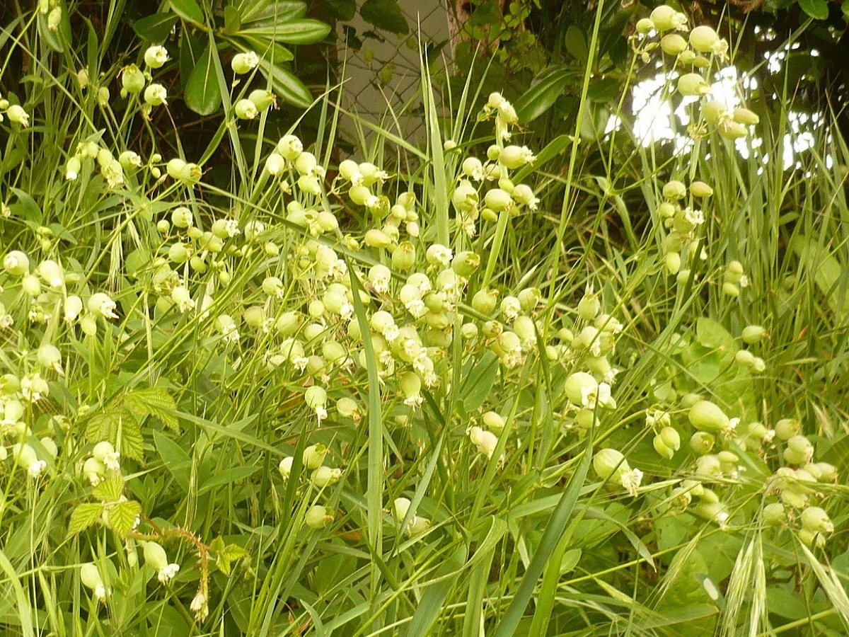 Silene uniflora subsp. uniflora (Caryophyllaceae)